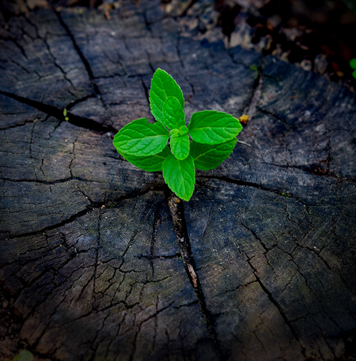 Regeneration